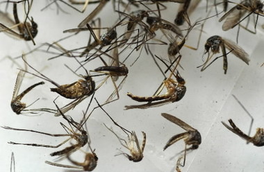 Mississippi has reported its first case of the mosquito-borne chikungunya virus