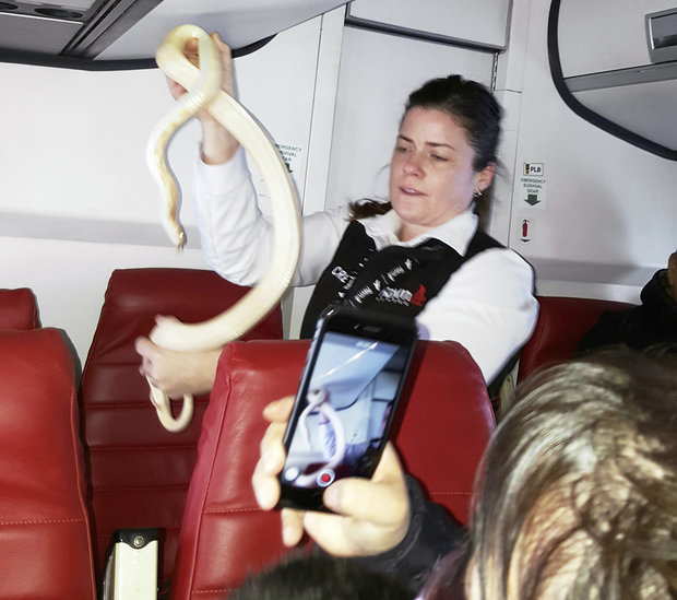 In this Sunday, March 19, 2017 photo, a flight attendant holds a snake found on a Ravn Alaska flight between Aniak, Alaska and Anchorage. (Anna McConnaughy via AP)