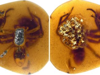 A female lagonmegoid spider and her egg sac frozen in perpetuity in Burmese amber. (Xiangbo Guo, Paul Selden, Dong Ren/Zenger)
