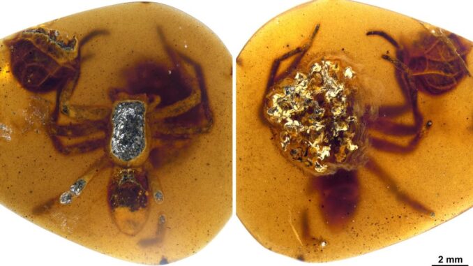 A female lagonmegoid spider and her egg sac frozen in perpetuity in Burmese amber. (Xiangbo Guo, Paul Selden, Dong Ren/Zenger)