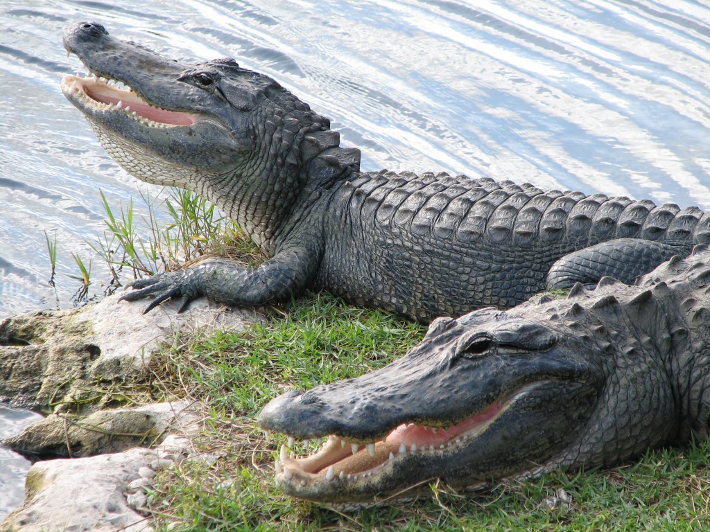 Hot-gators-Oasis-credit-to-Shirey