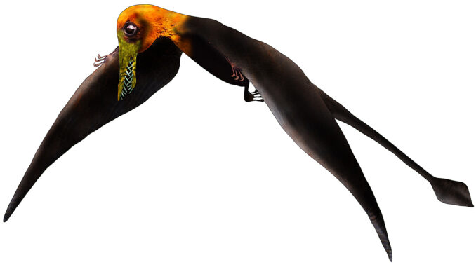 A re-creation of the type of pterosaur discovered near Calama, Chile that inhabited the megacontinent Gondwana about 160 million years ago. (Universidad de Chile/Zenger)