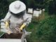 Beekeepers have long sought a natural way to protect bees from the virus spread by mites. (Annie Spratt/Unsplash)