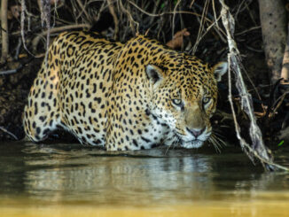 Jaguars in the northern Pantanal wetlands in Brazil were observed eating mainly fish and reptiles, which is unusual for the species. (Daniel Kantek/Zenger)