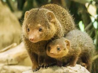 One of the three common dwarf mongoose offspring born in the Schonbrunn Zoo in Vienna, Austria, in September, alongside its mother. (Daniel Zupanc/Zenger)