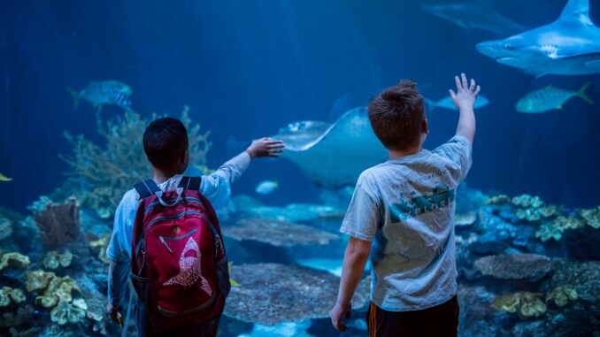 Children observe the shark tank at Shedd Aquarium, Chicago, Illinois. (Shedd Aquarium, Brenna Hernandez)