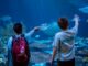 Children observe the shark tank at Shedd Aquarium, Chicago, Illinois. (Shedd Aquarium, Brenna Hernandez)