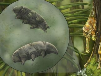 Artistic representation of the fossilized tardigrade called Paradoryphoribius chronocaribbeus in moss. (Holly Sullivan, Harvard, NJIT/Zenger)