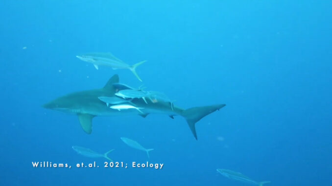 Fish seen rubbing up against their shark predator in this screenshot from an underwater video. Researchers believe this behavior plays a greater ecological role than previously known. (University of Miami Shark Research and Conservation Program at the Rosenstiel School of Marine and Atmospheric Science/Zenger)